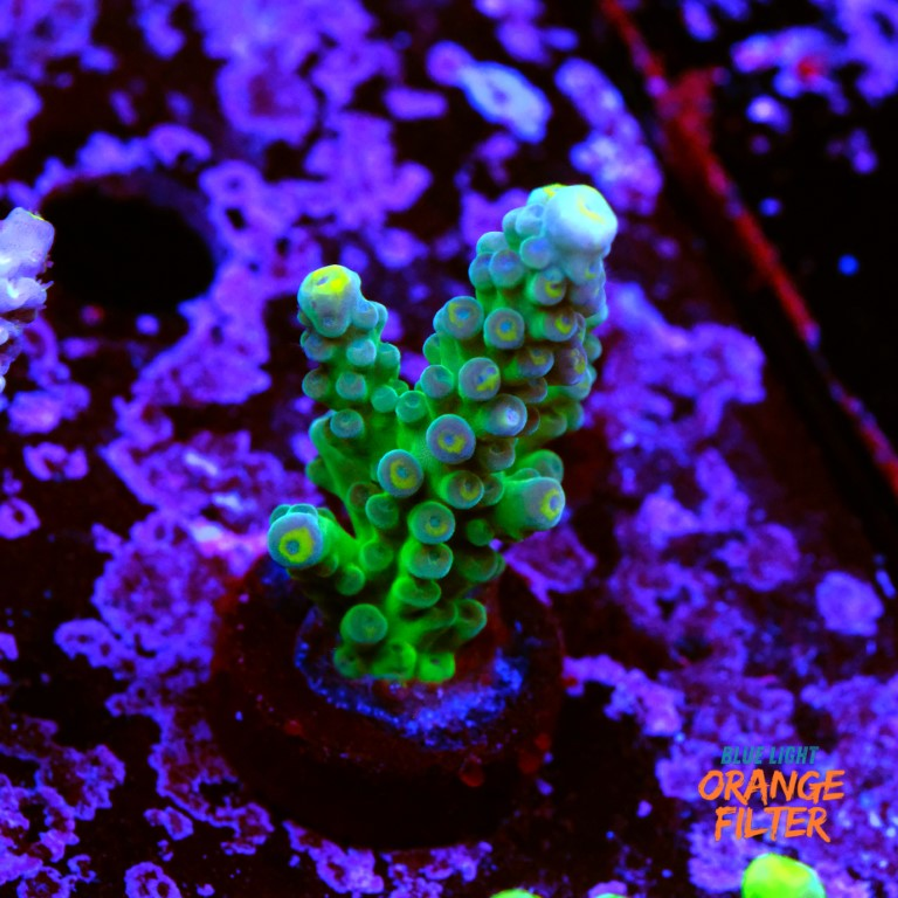 Acropora frogskin 