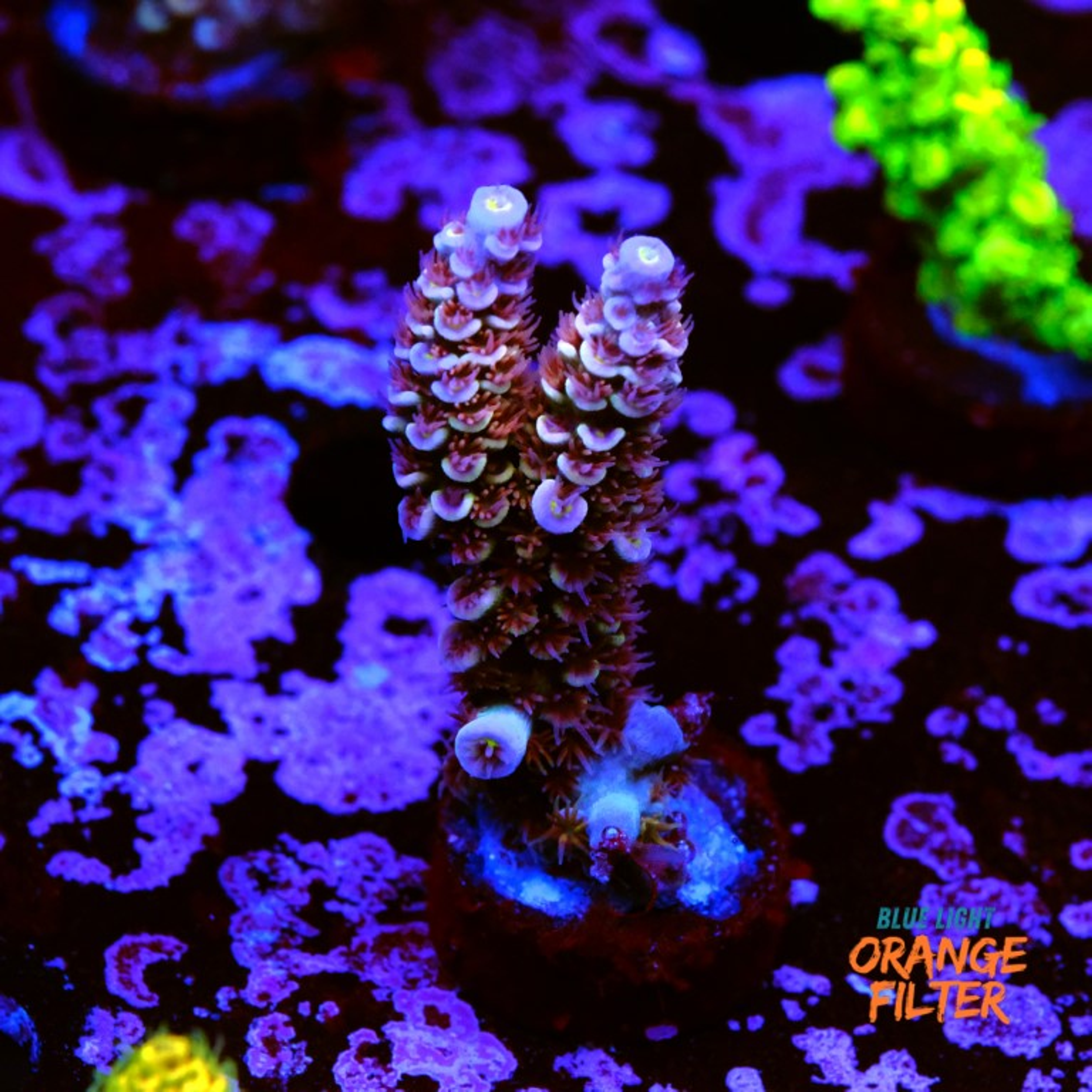 Acropora tenuis rainbow