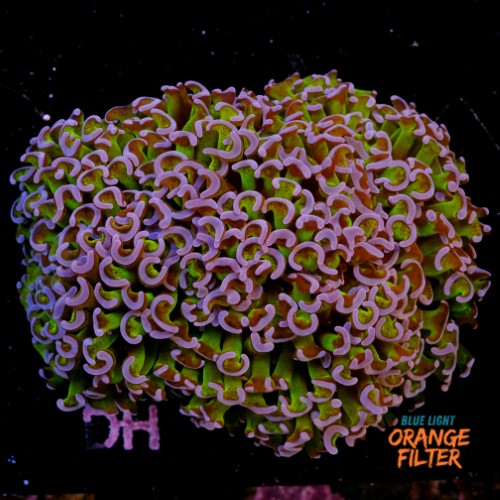 Euphyllia Hammer Coral +17cm 1