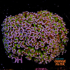 Euphyllia Hammer Coral +17cm 1