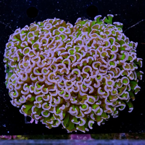 Euphyllia Hammer Coral +17cm 2