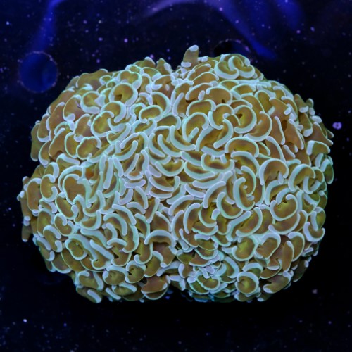 Euphyllia Hammer Coral +10cm 2