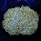Euphyllia Hammer Coral +10cm 2