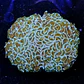 Euphyllia Hammer Coral +10cm - Thumbnail 2