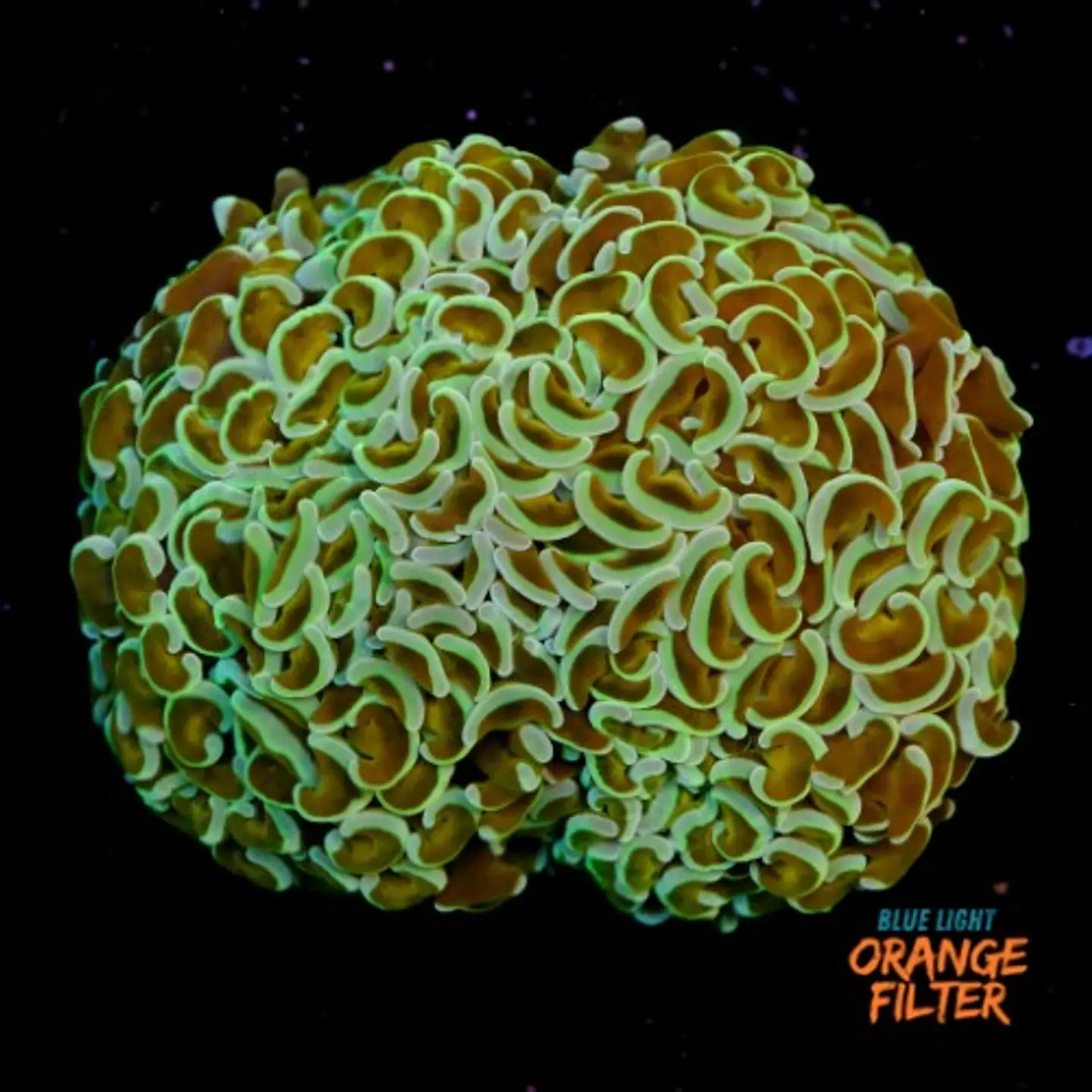 Euphyllia Hammer Coral +10cm 1