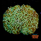 Euphyllia Hammer Coral +10cm - Thumbnail 1