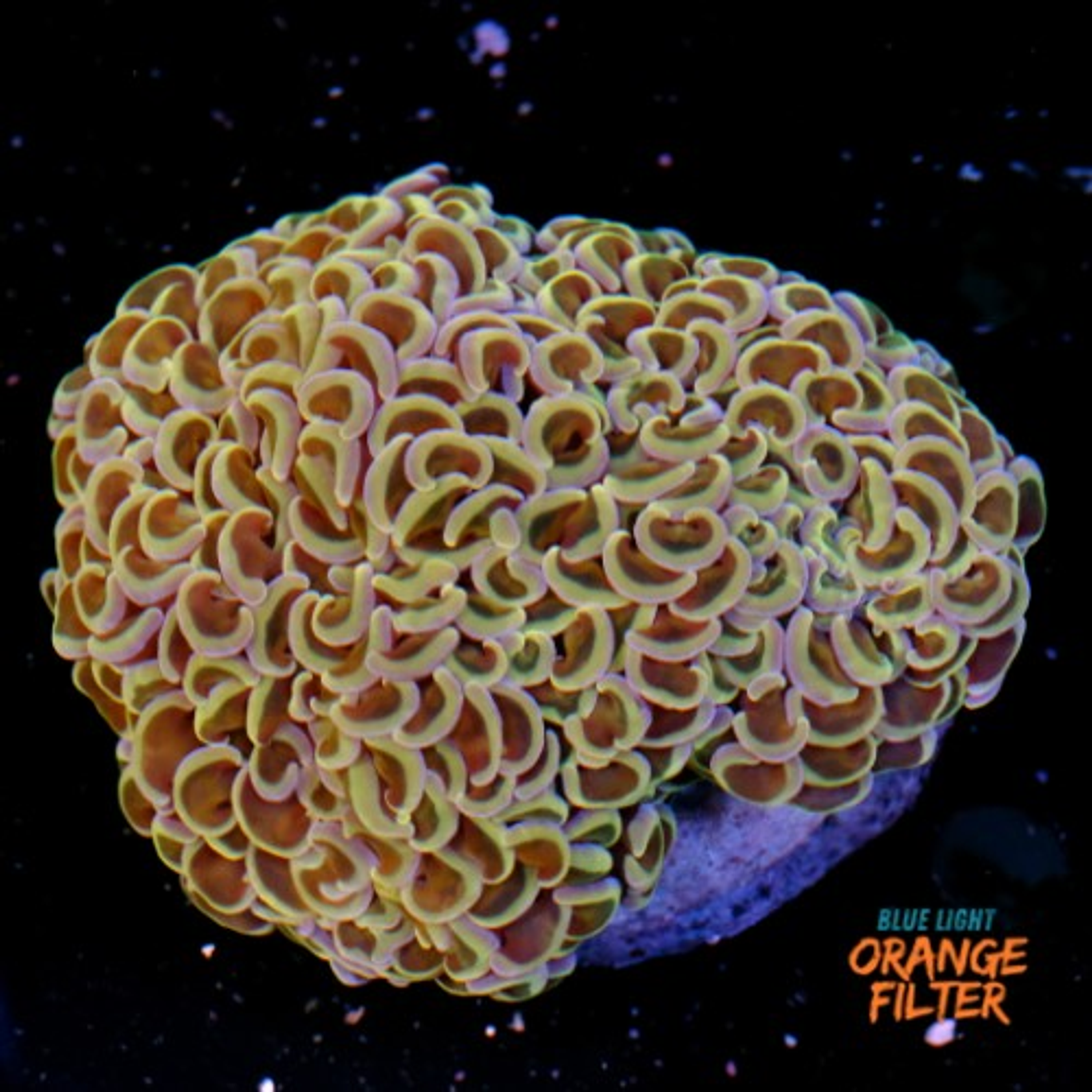 Euphyllia Hammer Coral +10cm