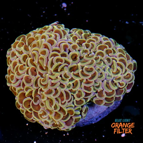 Euphyllia Hammer Coral +10cm