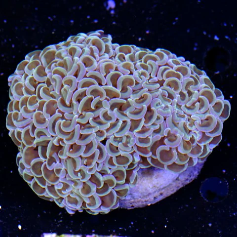 Euphyllia Hammer Coral +10cm