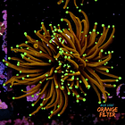 Euphyllia hellfire (2head-not fragable) 1