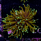 Euphyllia hellfire (2head-not fragable) 2