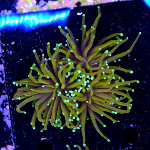 Euphyllia hellfire (3head) 2