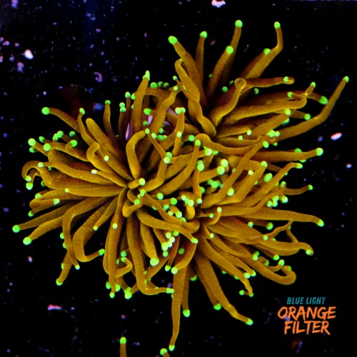 Euphyllia hellfire (3head) 1