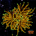 Euphyllia hellfire (3head) 1