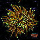 Euphyllia hellfire (2head-not fragable) 1