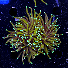 Euphyllia hellfire (2head-not fragable) 2