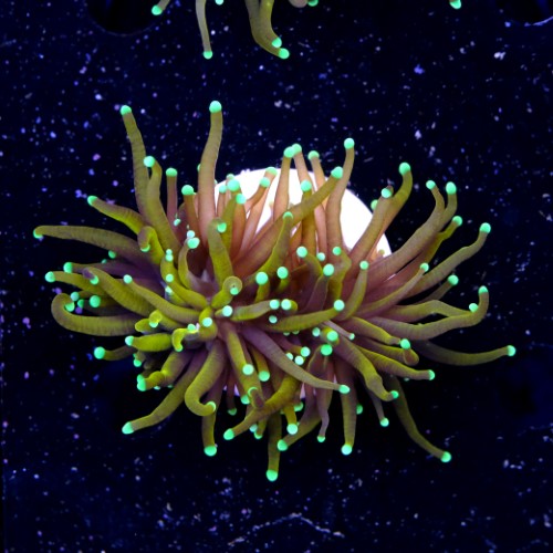 Euphyllia hellfire (1 big head) 2