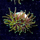 Euphyllia hellfire (1 big head) 2