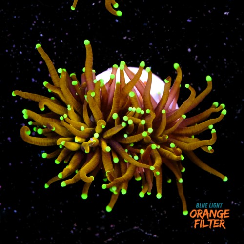 Euphyllia hellfire (1 big head) 1