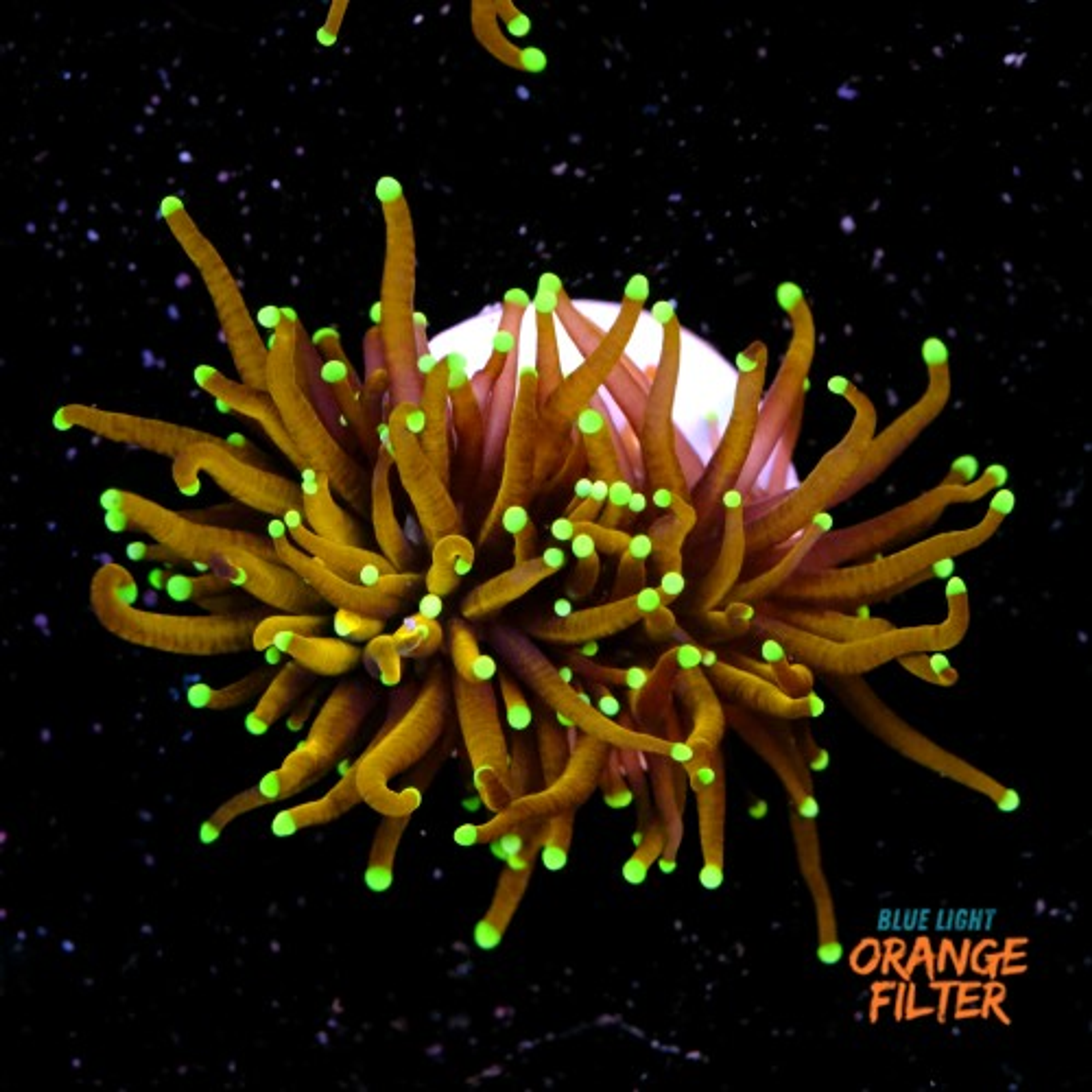 Euphyllia hellfire (1 big head)