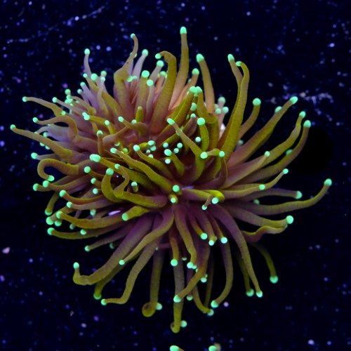 Euphyllia hellfire (1 big head) 2