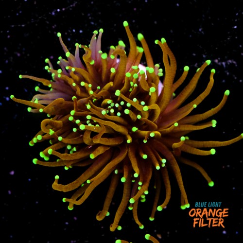 Euphyllia hellfire (1 big head) 1