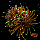 Euphyllia hellfire (1 big head) 1