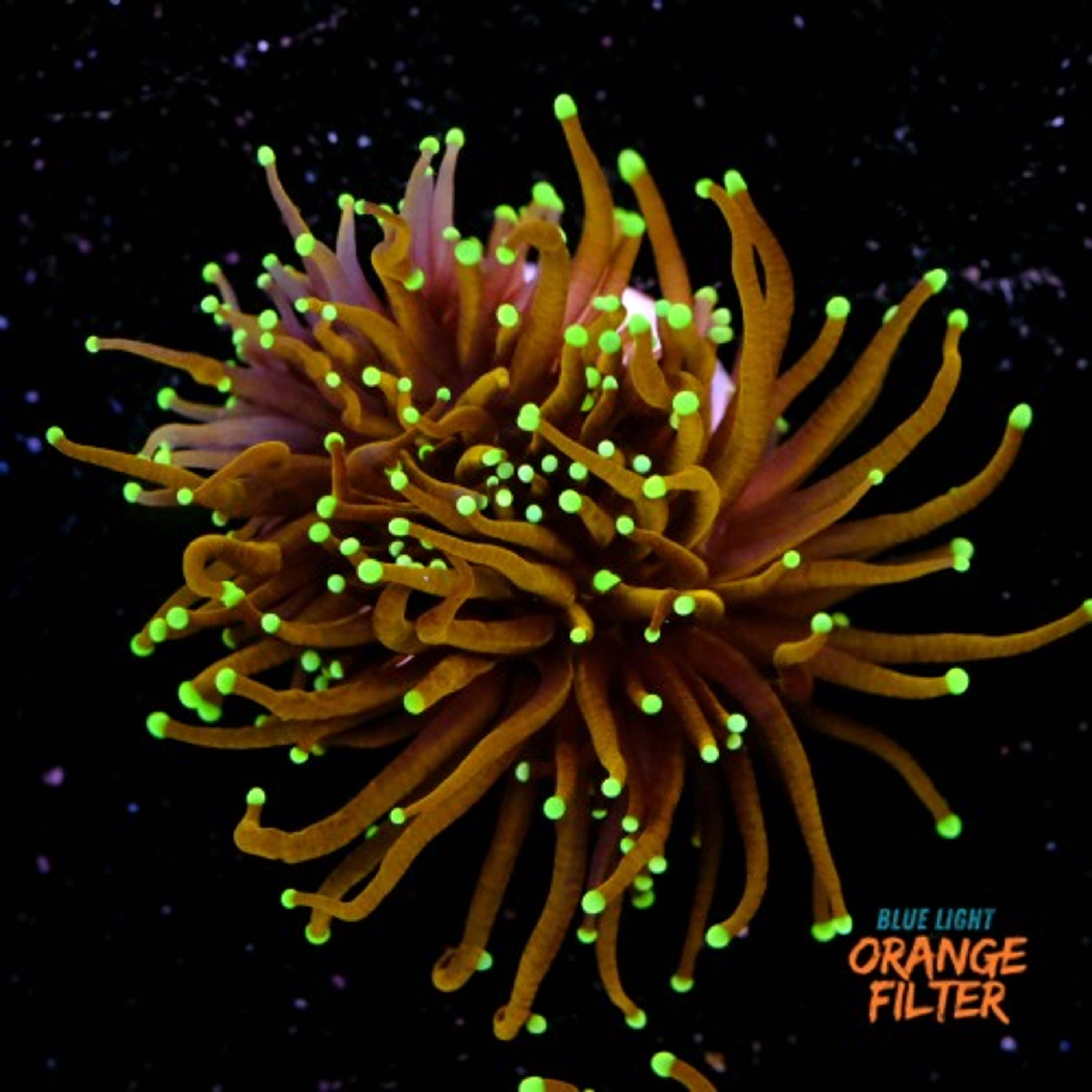 Euphyllia hellfire (1 big head)