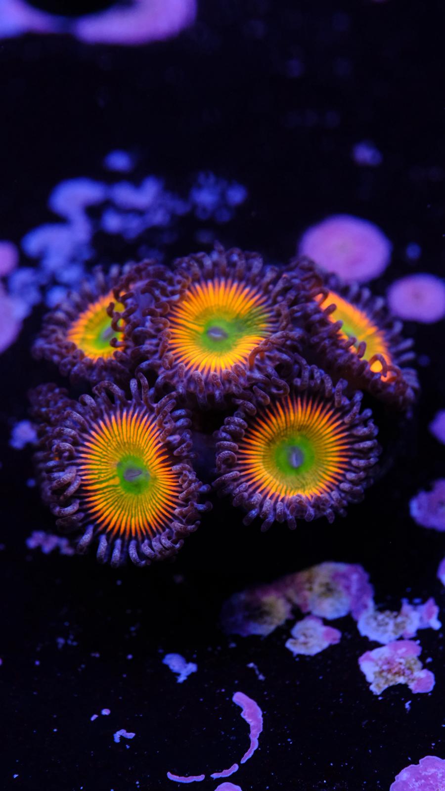 Zoanthus rainbow 7pp