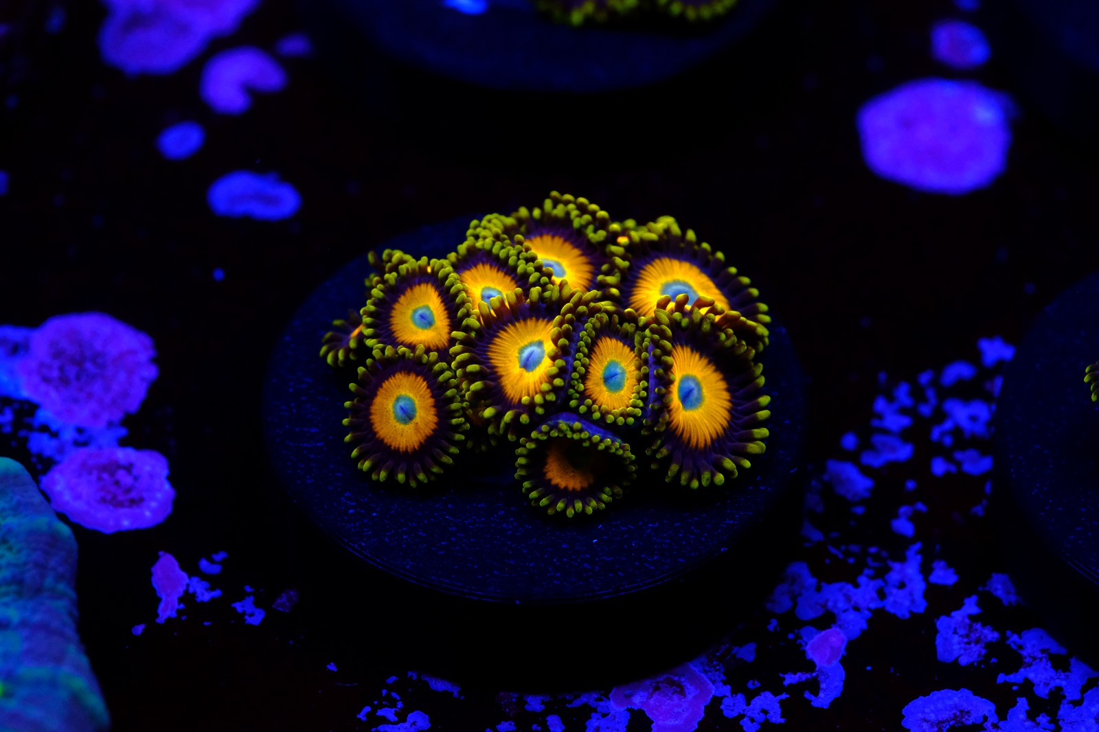 zoanthus scrambled eggs