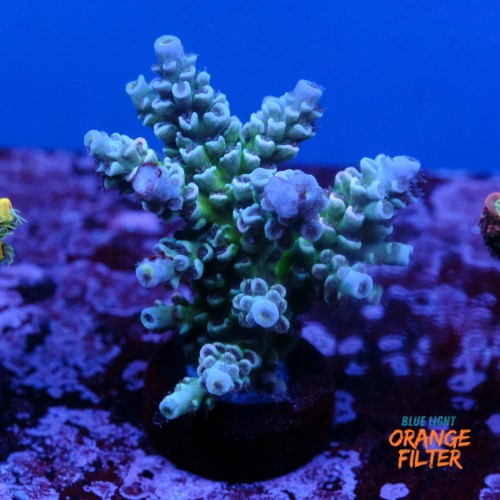 Tenuis jacksons rainbow 1