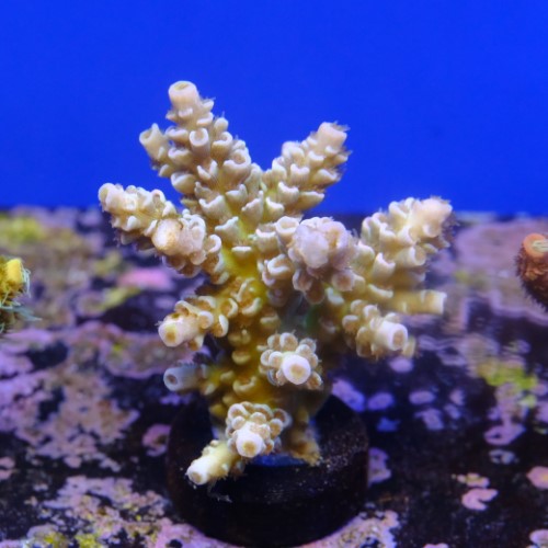 Tenuis jacksons rainbow 2