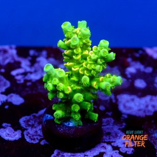 Acropora peter pan  1