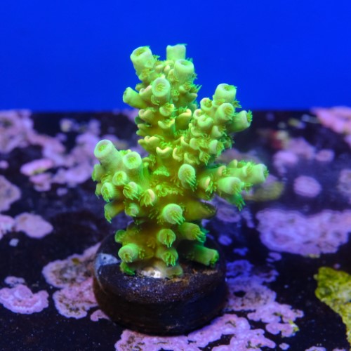 Acropora peter pan  2