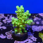Acropora peter pan  2