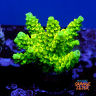 Acropora peter pan 1