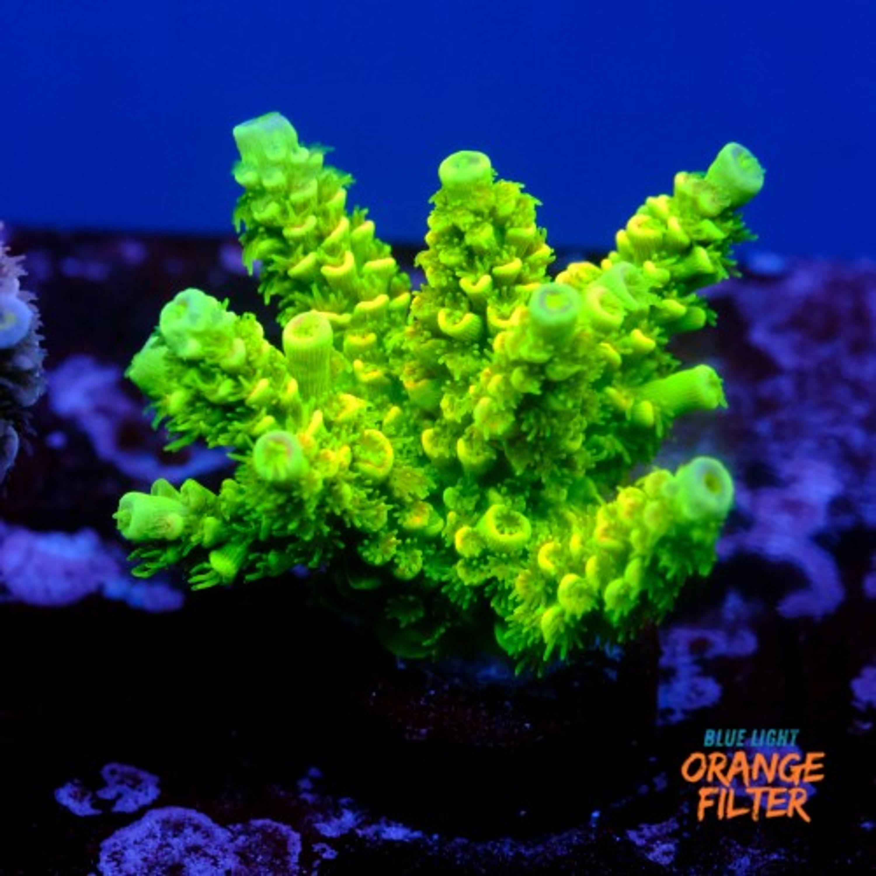 Acropora peter pan