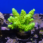 Acropora peter pan 2