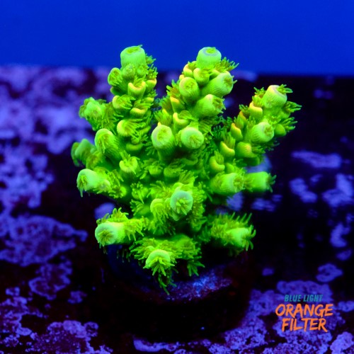 Acropora peter pan 1
