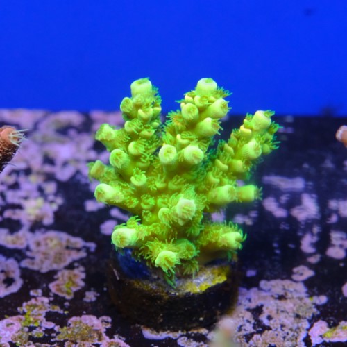 Acropora peter pan 2