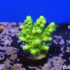 Acropora peter pan 2