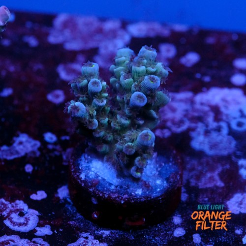 Tenuis jacksons rainbow 1