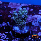 Tenuis jacksons rainbow 1