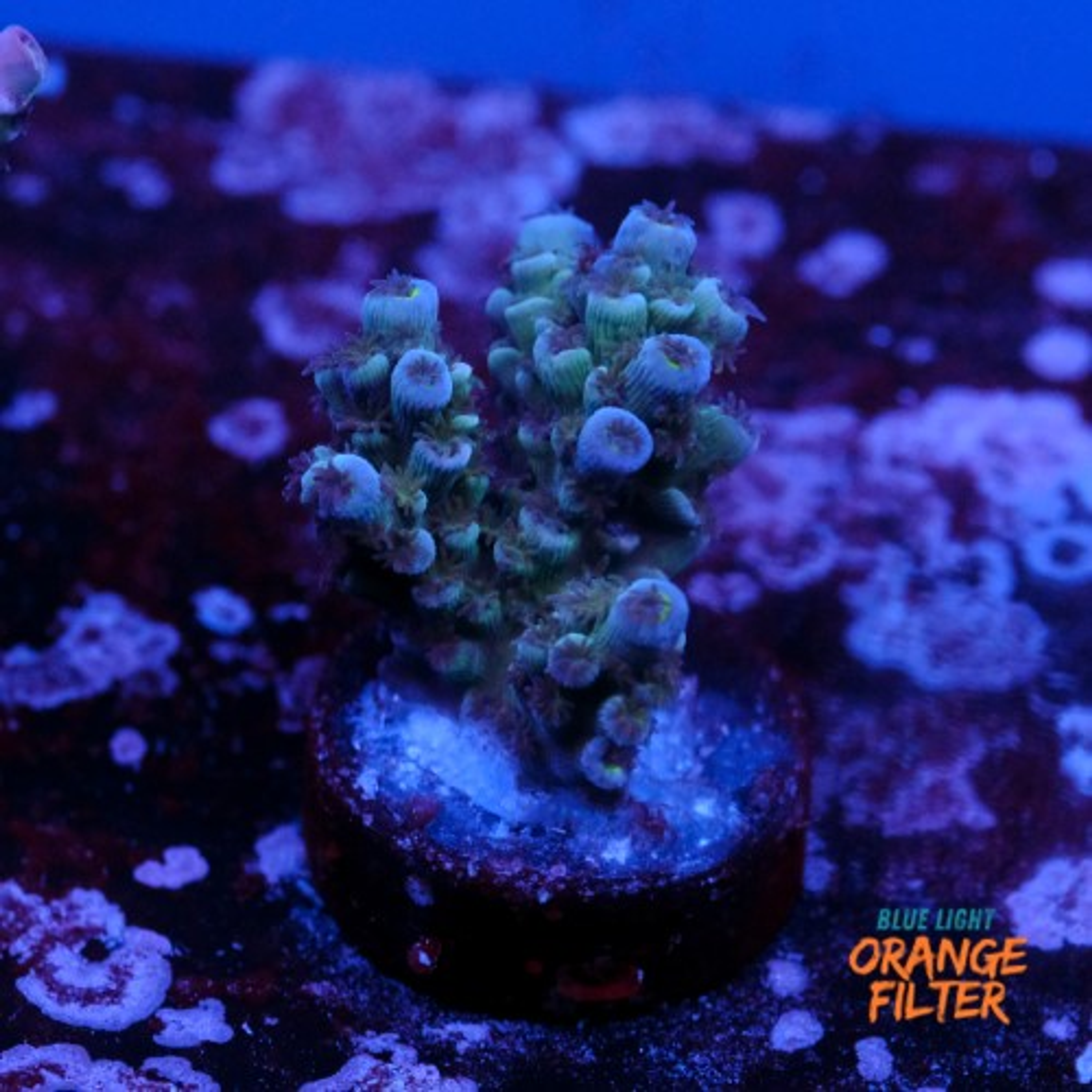 Tenuis jacksons rainbow