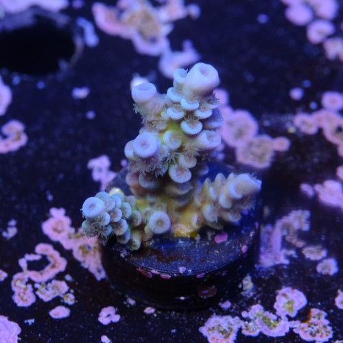 Tenuis jacksons rainbow 2