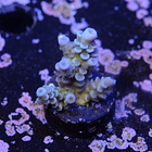 Tenuis jacksons rainbow 2