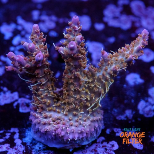 Tyree pinky the bear acropora 1