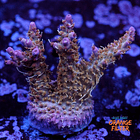 Tyree pinky the bear acropora 1