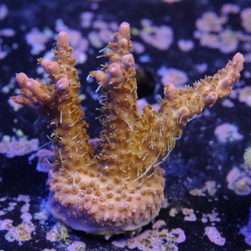 Tyree pinky the bear acropora 2
