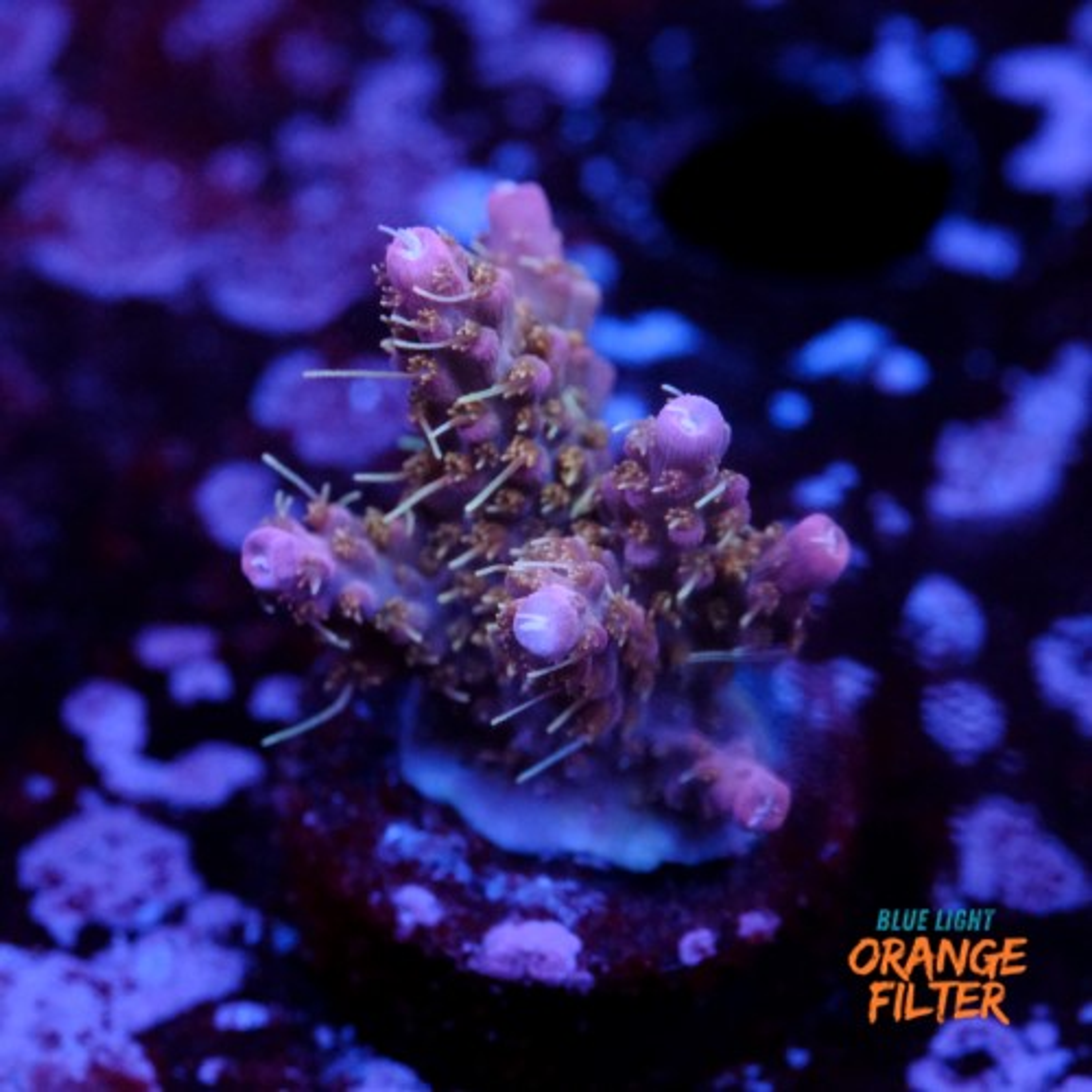 Tyree pinky the bear acropora